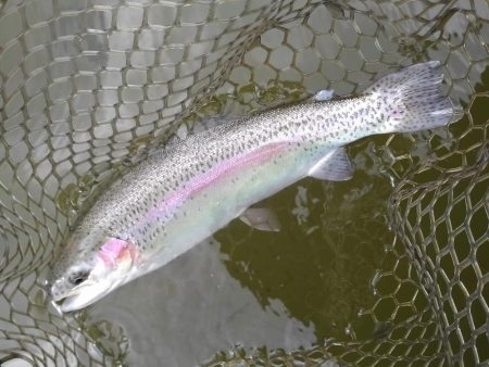 大安トラウトレイク 釣果